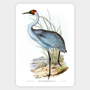 Australian Crane (Grus Australasianus) Sticker